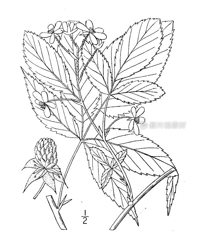 古董植物学植物插图:Rubus Millspaughii, Millspaugh的黑莓